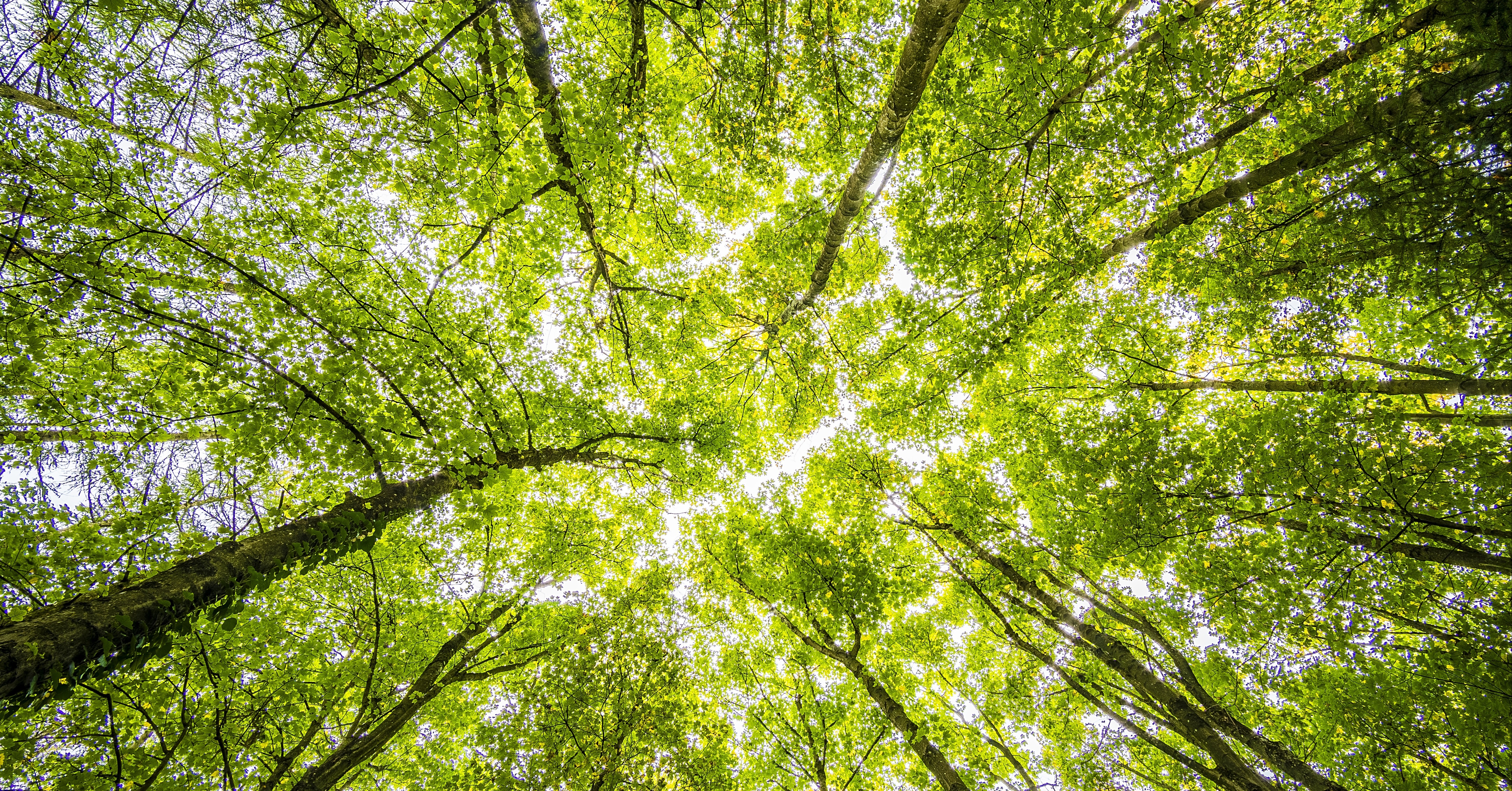 worms-eyeview-of-green-trees-957024