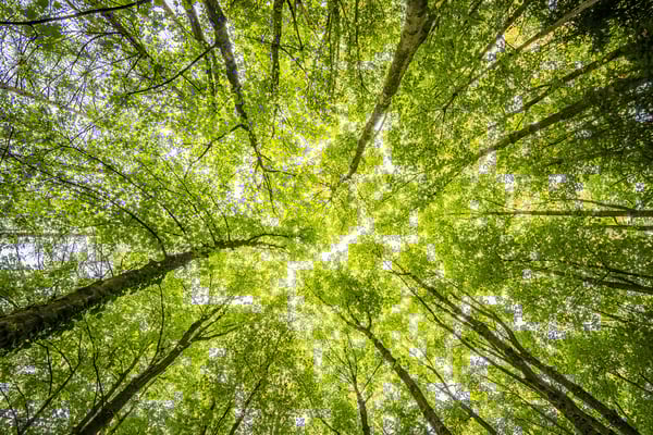 worms-eyeview-of-green-trees-957024