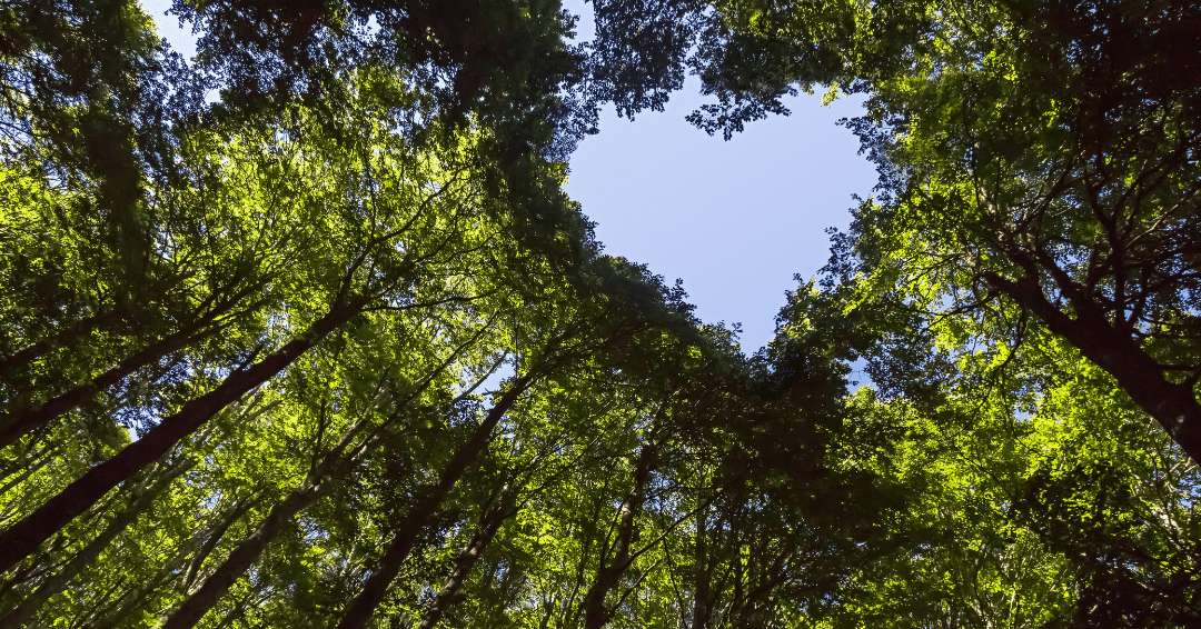 a photo taken of trees from the ground up showing a space in the treeline shaped like a loveheart